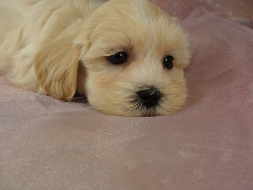 Male Lhasa Bichon (Lachon) puppy for sale #9 Born September 15, 2011
